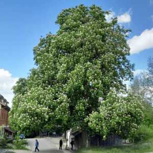 Landfrauen Uesslingen(26)