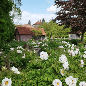 Landfrauen Uesslingen(48)