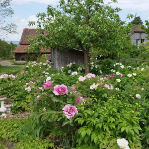 Landfrauen Uesslingen(51)